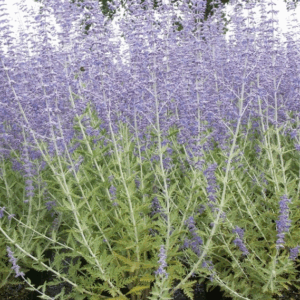 Perovskia atriplicifolia 'Blue Spire'