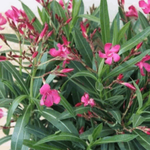 Nerium oleander var. nana (Oleandro nano)