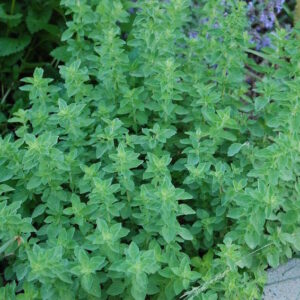 Origano Vulgaris