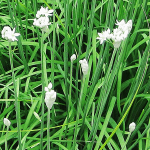 Erba Aglina (Allium schoenoprasum)