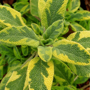 Salvia a foglie dorate