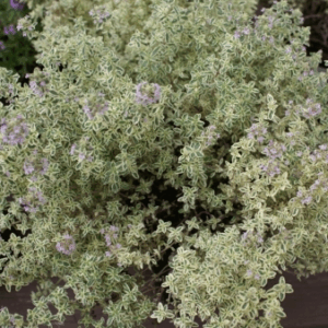 Timo citriodorus 'Silver Queen'