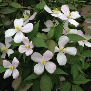 Clematis montana ‘Fragrant Spring’
