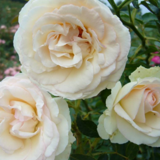 Rosa Palais Royal - Image 3