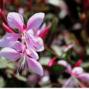 Gaura Lindheimeri ‘Pink Gin’