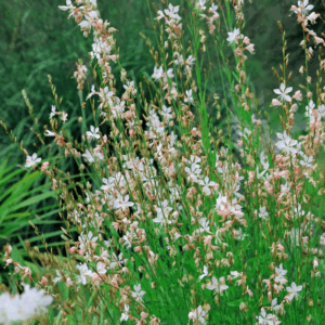 Gaura Lindheimeri ‘Papillon’