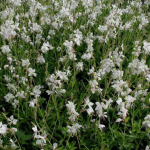 Gaura Lindheimeri ‘Madonna’