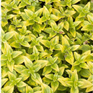 Origano aureo