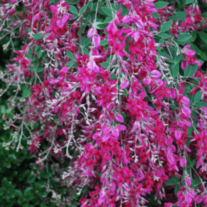 Lespedeza thunbergii