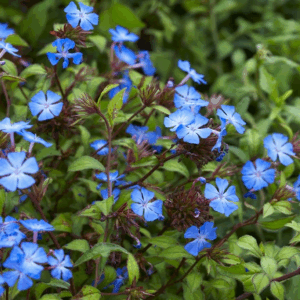 Ceratostigma 'Griffithii'