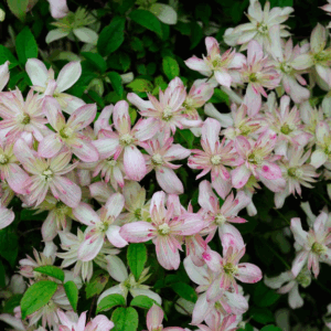 Clematis montana ‘Marjorie’