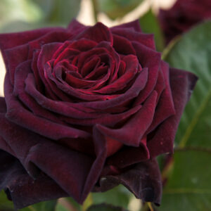 Rosa Black Baccara®