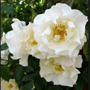 Rosa rambler Mountain Snow RADICE NUDA