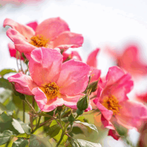 Rosa Morning Mist RADICE NUDA