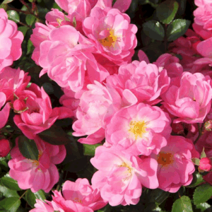 Rosa Satina RADICE NUDA