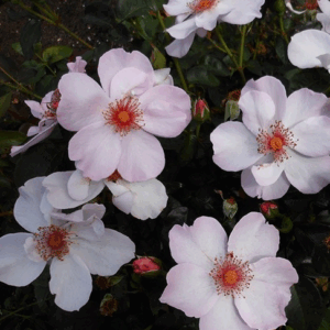 Rosa Lilac Charm RADICE NUDA