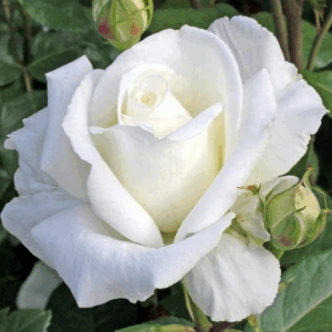 Rosa Karen Blixen RADICE NUDA