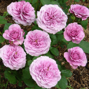 Rosa Lavender Pinocchio RADICE NUDA