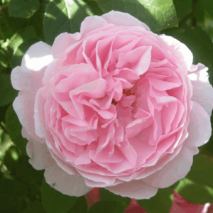 Rosa Gloire de France RADICE NUDA