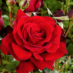 Rosa Cygne Noir RADICE NUDA