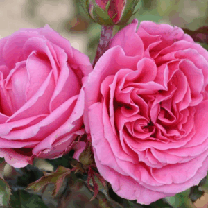 Rosa Auguste Renoir RADICE NUDA