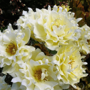 Rosa Splendid Ruffles RADICE NUDA