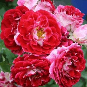 Rosa Sparkling Ruffles RADICE NUDA