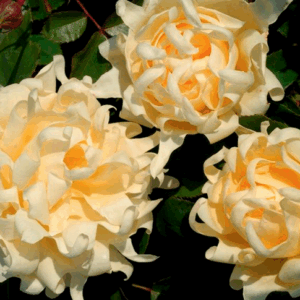 Rosa Ruffle's Queen RADICE NUDA