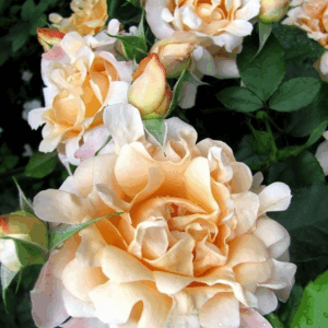 Rosa Ruffle's Dream RADICE NUDA