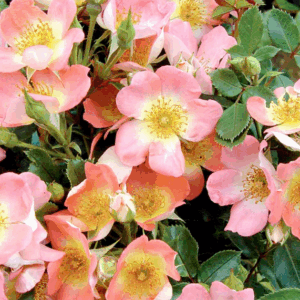 Rosa Simply Sally RADICE NUDA