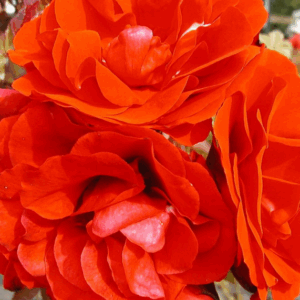 Rosa rampicante Scarlet Abundance RADICE NUDA