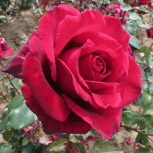 Rosa Velvet Fragrance RADICE NUDA