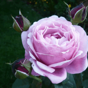 Rosa Soeur Emmanuelle RADICE NUDA