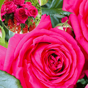 Rosa Régis Marcon RADICE NUDA