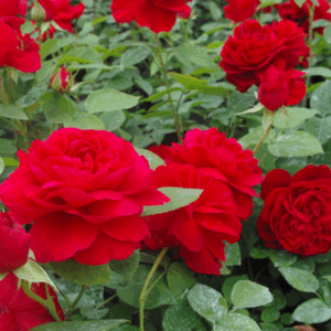 Rosa Diablotin RADICE NUDA