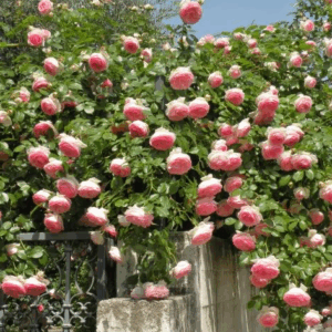 Rosa rampicante Barocco RADICE NUDA