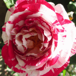 Rosa Scentimental RADICE NUDA