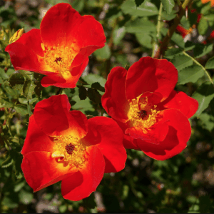 Rosa foetida bicolor RADICE NUDA