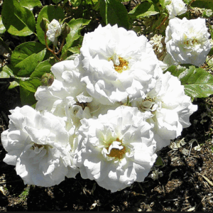 Rosa Irene of Denmark RADICE NUDA