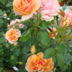 Rosa Francesca RADICE NUDA