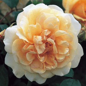 Rosa Buff Beauty RADICE NUDA