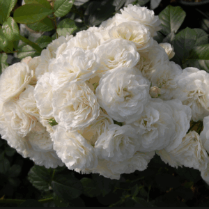 Rosa Bouquet Parfait RADICE NUDA