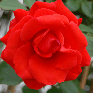 Rosa Tchin Tchin RADICE NUDA