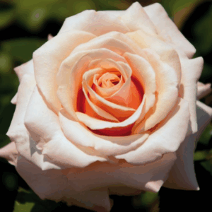 Rosa Paul Ricard RADICE NUDA