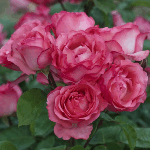 Rosa Panthere Rose RADICE NUDA