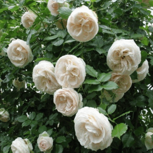 Rosa Palais Royal RADICE NUDA