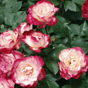 Rosa Jubilee du Prince de Monaco RADICE NUDA