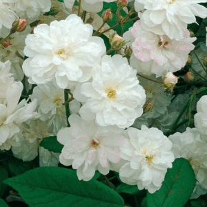 Rosa Francine Austin RADICE NUDA