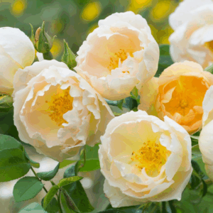 Rosa 'Comtesse de Champagne' (RADICE NUDA)