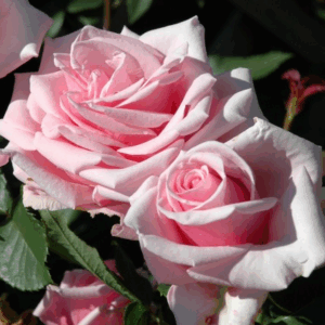 Rosa Savoy Hotel RADICE NUDA